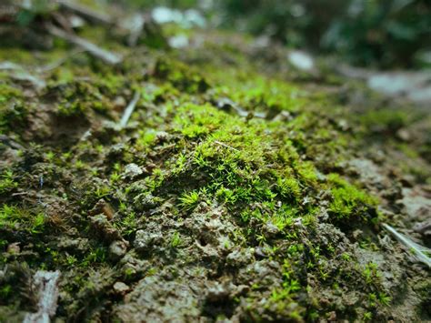 苔蘚介紹|苔藓植物